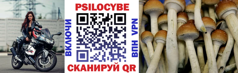 Псилоцибиновые грибы Psilocybe Купить где Дрезна